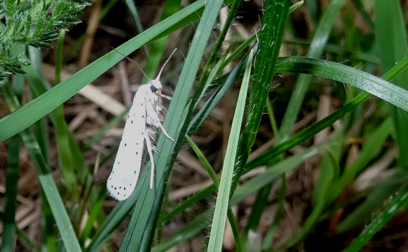 Yponomeuta sp.